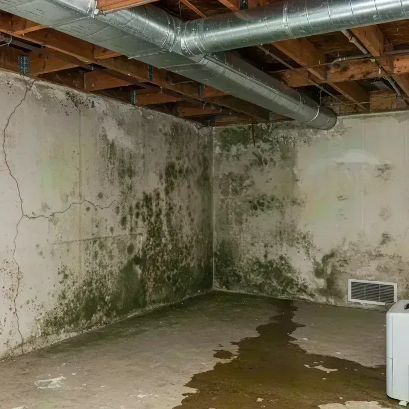 Professional Mold Removal in Barnhart, MO